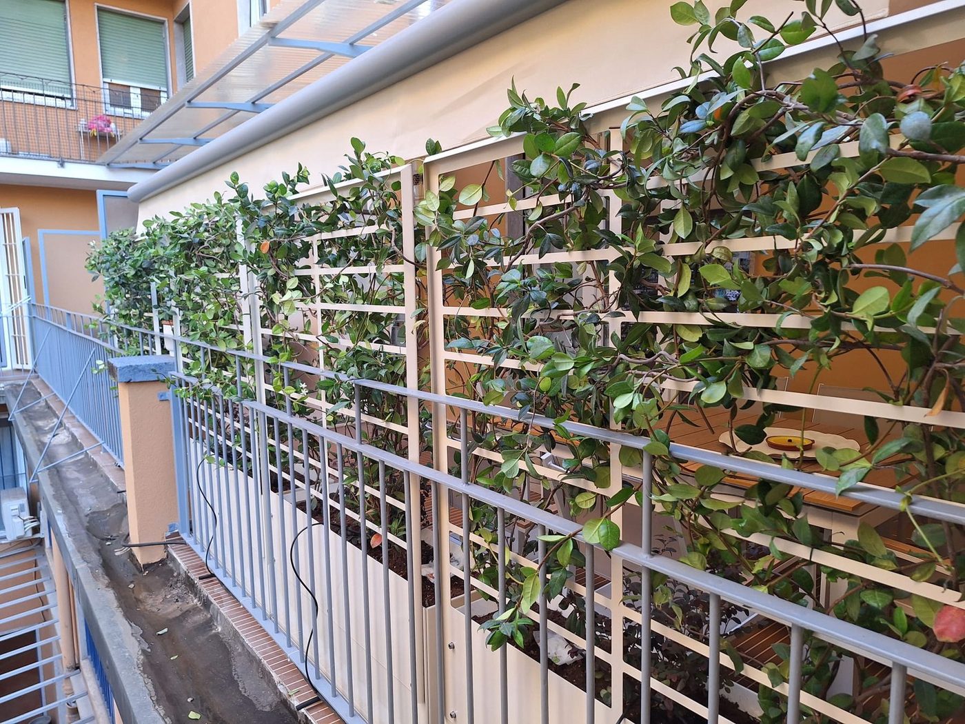 Frangivista con piante rampicanti su balcone